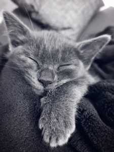 Grey kitten