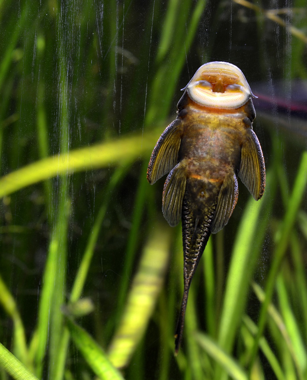 5 Types Of Bottom Feeder Fish For Aquariums Keep Your Tank Clean 