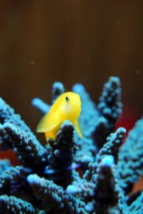 A yellow aquatic animal
