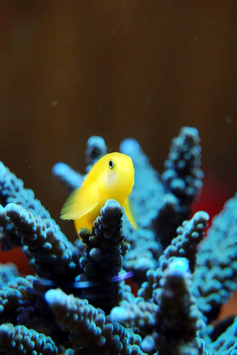 bottom feeder fish tank bottom feeder fish tank
