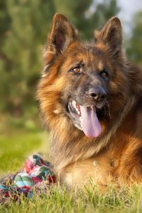 A large smiling dog