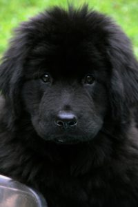 Black fluffy puppy