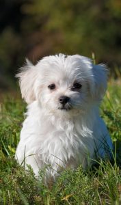 Cute maltese