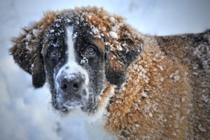 A snowy dog