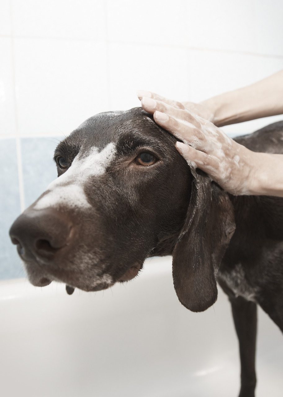 The Top 10 Best Dog Conditioners Give Your Dog a Shiny Coat!