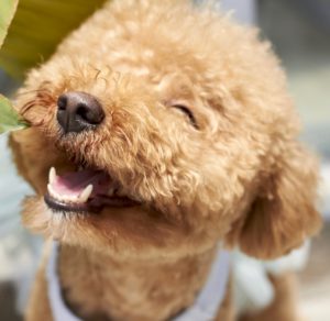 Smiling puppy 