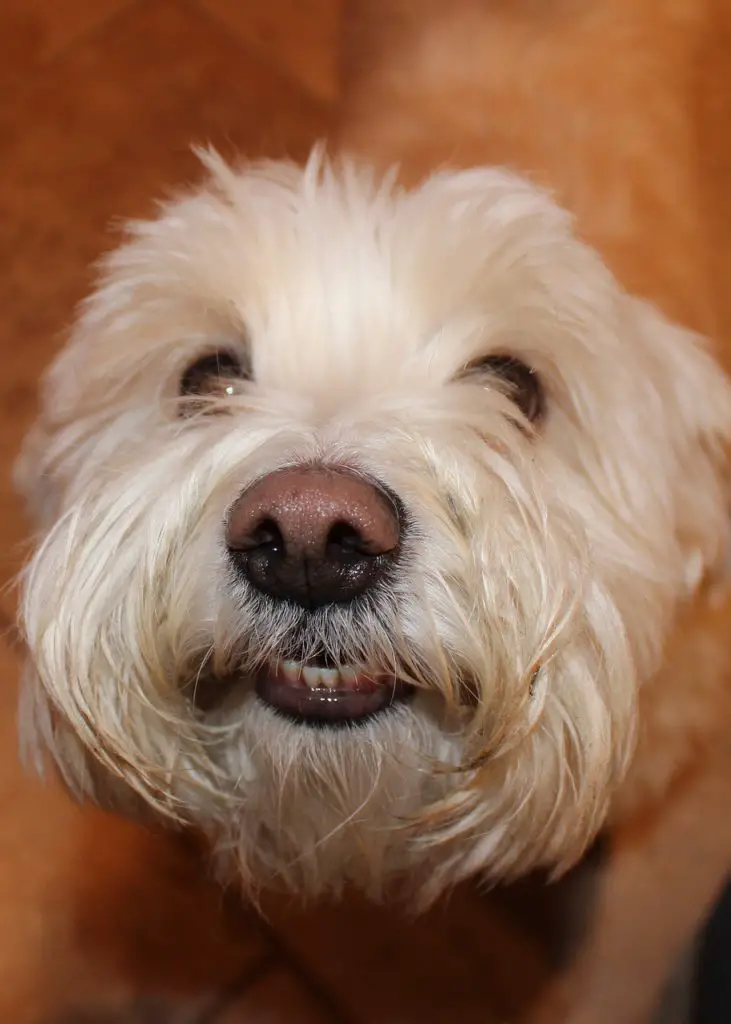 Maltese vs Bichon Frise A Detailed Comparison Of Both Dog Breeds! Maltese vs Bichon Frise A Detailed Comparison Of Both Dog Breeds!