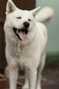 A smiling white dog