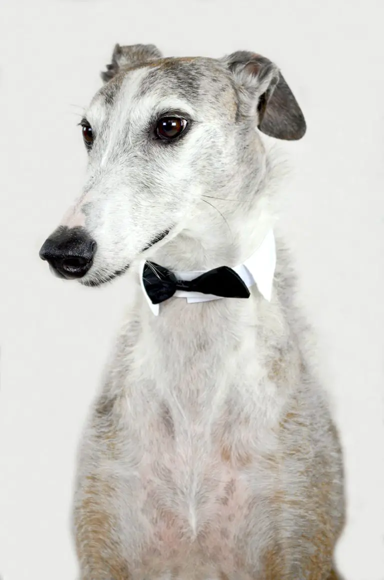 Whippet vs Greyhound vs Italian Greyhound A Speedy Comparison