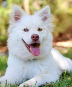 Happy white puppy