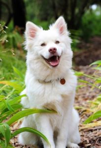 White canine