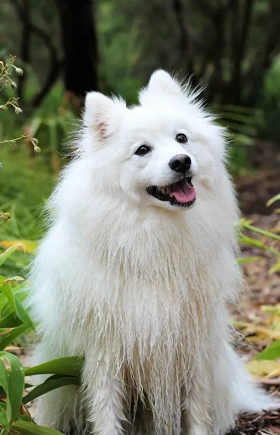 can-i-feed-my-dog-rice-and-chicken-every-day-what-should-dogs-eat