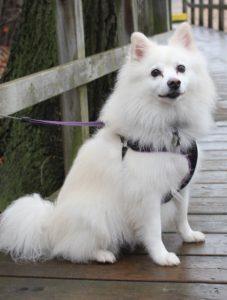 Small white dog