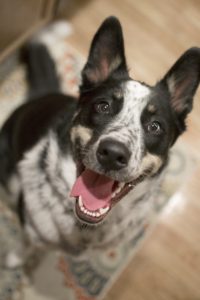 Australian shepherd 