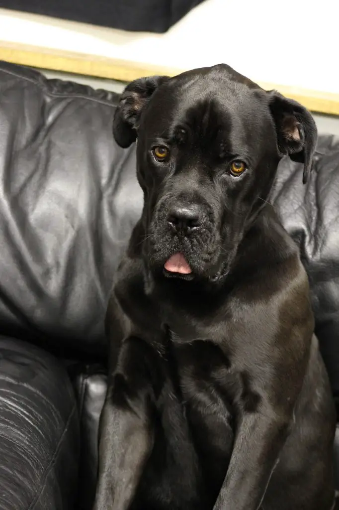 What is The Best Food For a Cane Corso Puppy? Our Top 7 Picks!