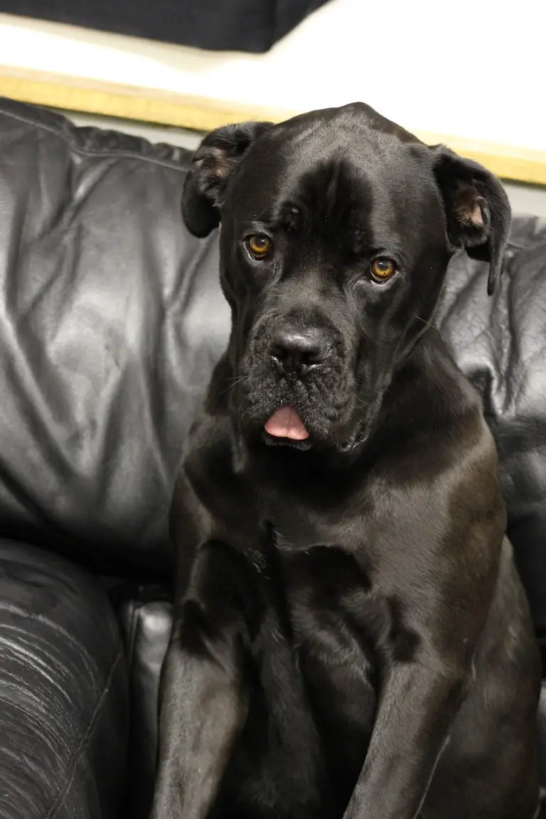 What is The Best Food For a Cane Corso Puppy? Our Top 7