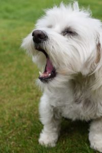 Small white dog