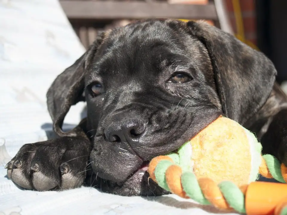 how much food cane corso