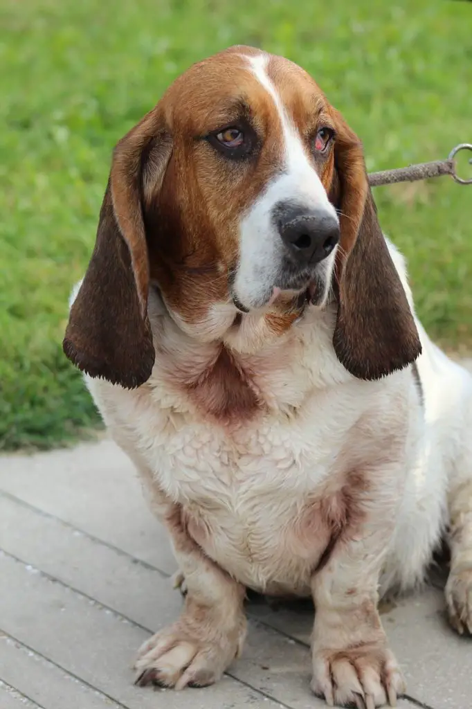 Basset Hound vs Beagle A Detailed Comparison Of Both Dog Breeds!