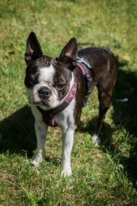 A small black and white dog