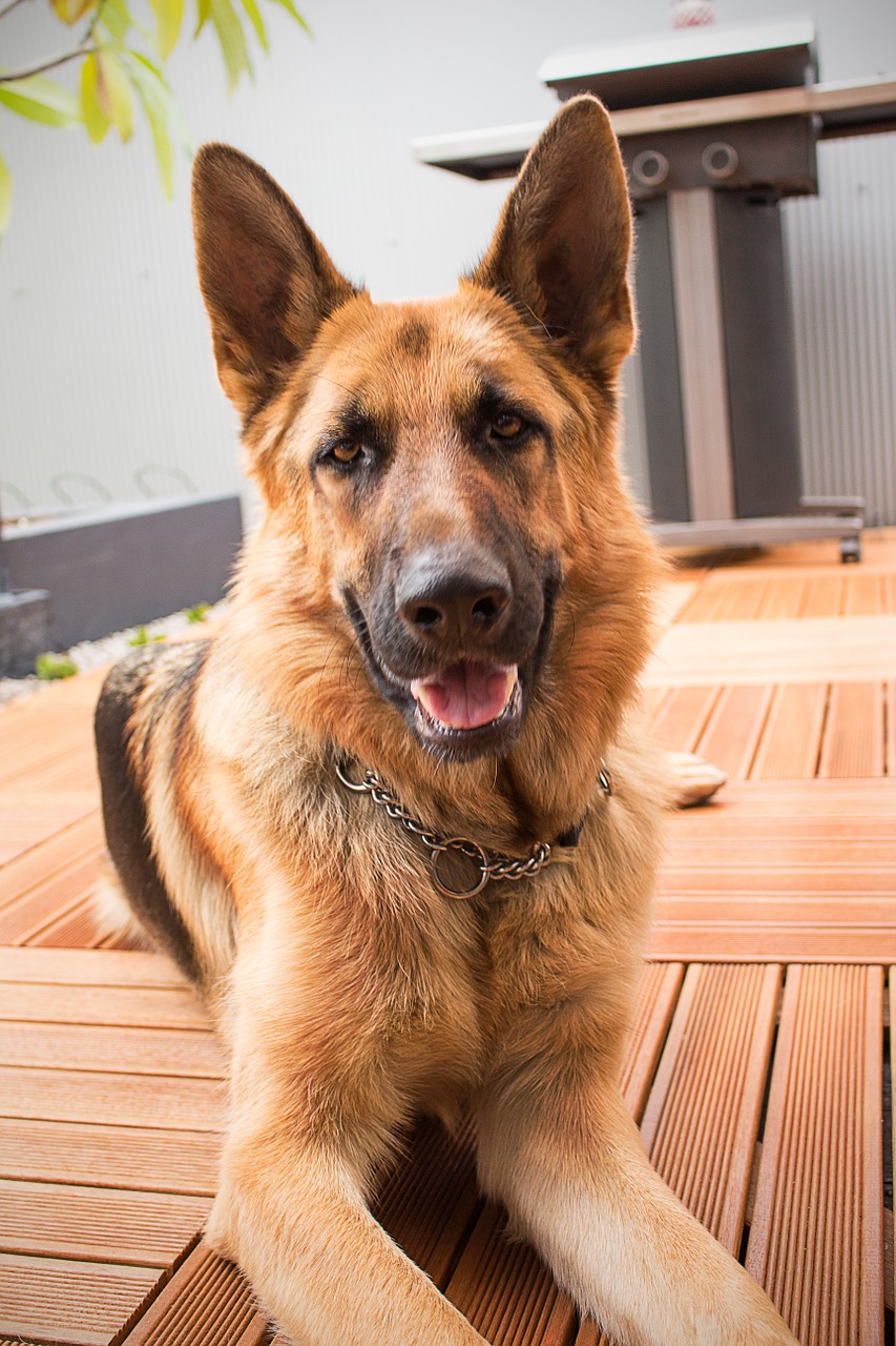 5 Best Dog Houses For German Shepherds - Keep Them Warm & Dry!