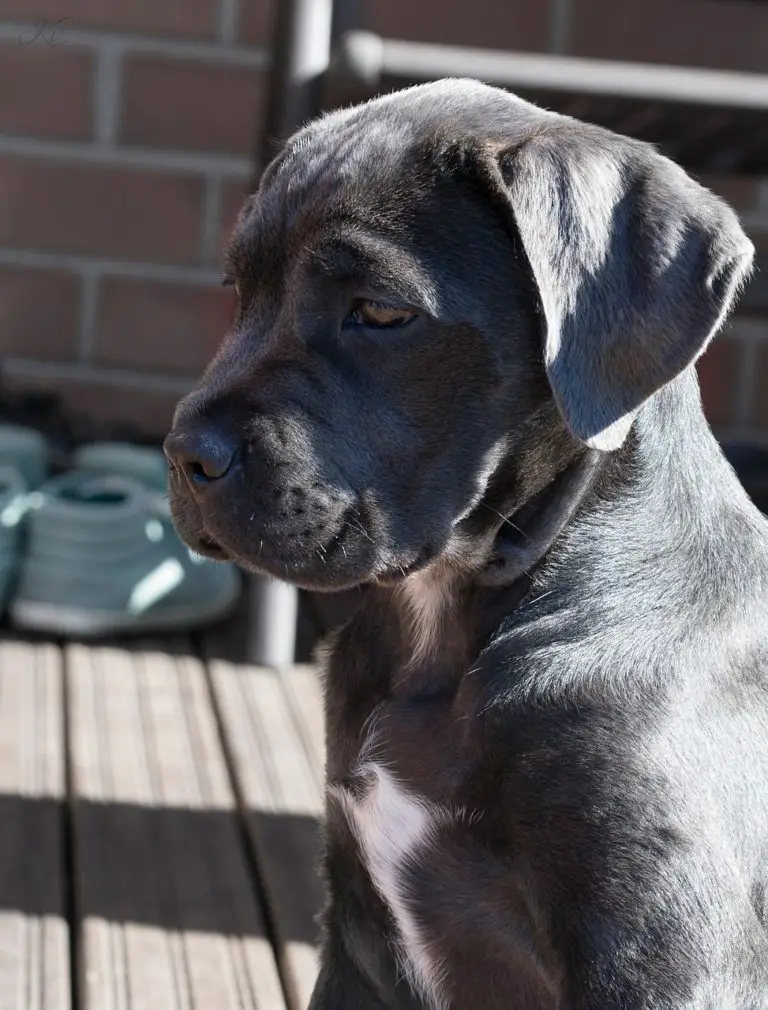 What is The Best Food For a Cane Corso Puppy? Our Top 7