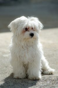 A small white dog