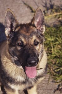 The 5 Types of German Shepherds! - Which Breed is For You?