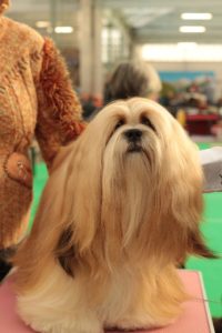 Long haired dog