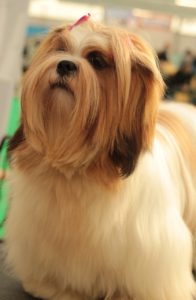 A white and brown dog