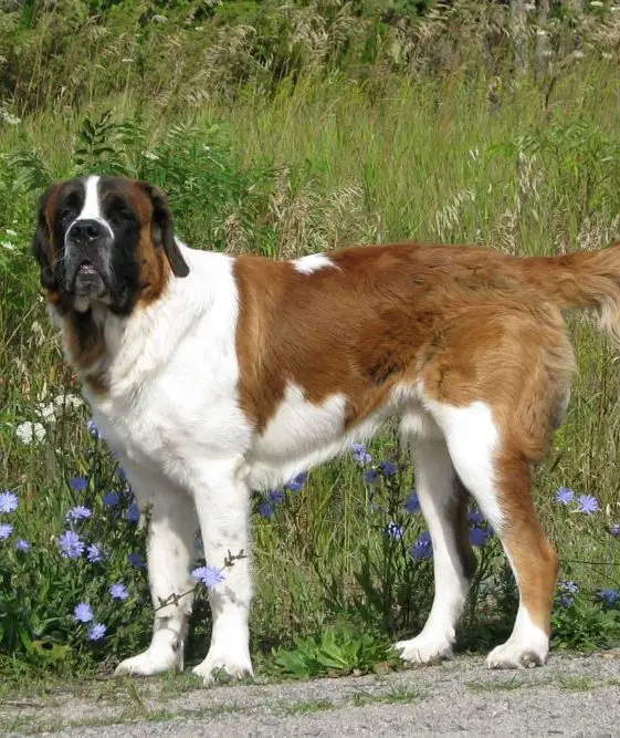 Saint Bernard vs Newfoundland Comparison Similarities and Differences!