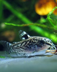 corydoras catfish