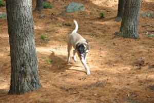 Large dog running 