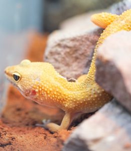 Yellow reptile