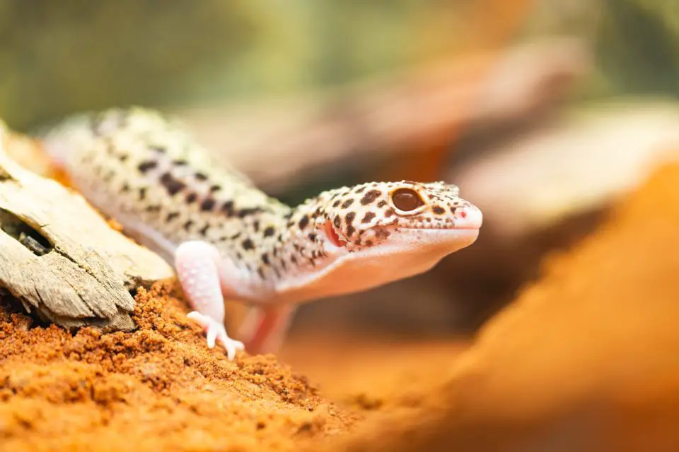 mini leopard gecko toy