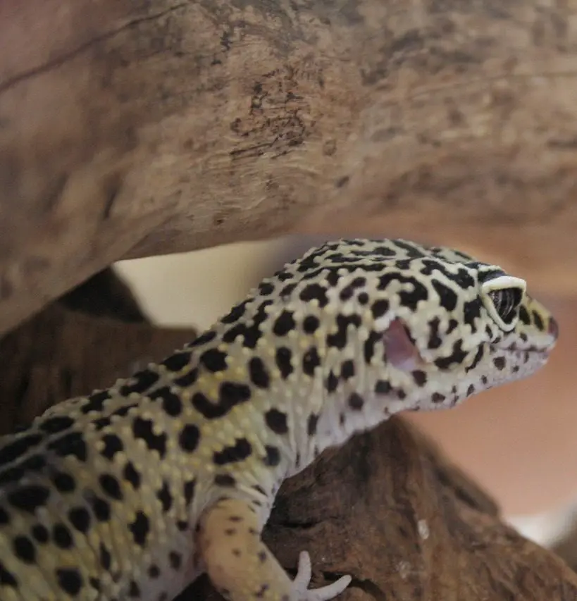 Best Food for Leopard Geckos - What Do They Eat? - 8 Nutritious Options!