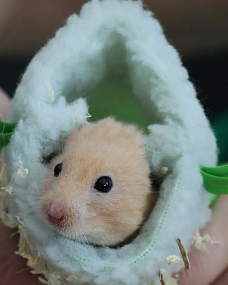 What To Use For Hamster Bedding? Best Bedding For Hamsters!