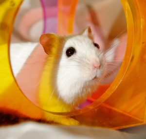 Hamster in plastic tubes