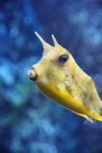 Yellow boxfish