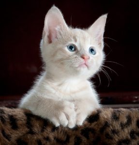 White kitten