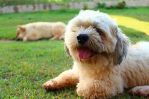 Happy looking dog