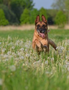 Belgian shepherd