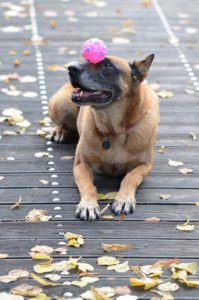 Belgian Shepherd