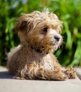 Small brown dog