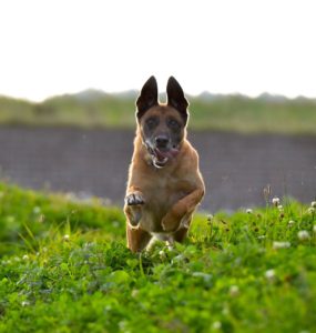 Large dog running