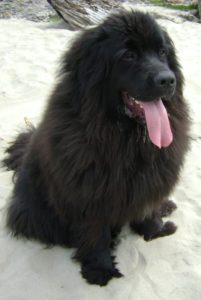 A large black dog