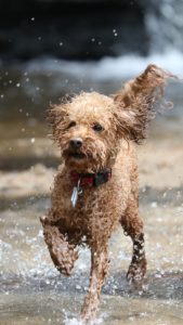 small dog in water