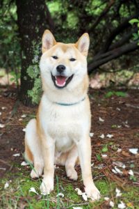 akita shiba inu difference