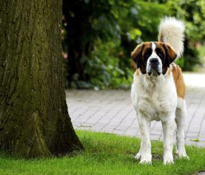 Large dog by a tree