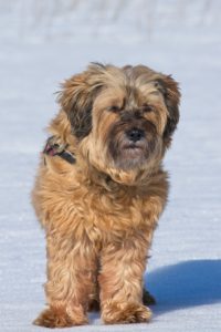 curly haired dog